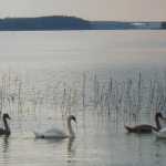 Kråkö